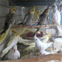 جوجه عروس هلندی تازه دونخور در انواع رنگ ها