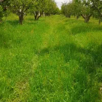 باغ میوه|فروش زمین و ملک کلنگی|گلبهار, شهر جدید گلبهار|دیوار