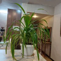 یک عدد گل طبیعی حداقل ۵۰ عدد پاجوش دارد|گل و گیاه طبیعی|مشهد, شریف|دیوار