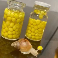 خاویار حلزون
