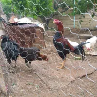 تخم مرغ نطفه دار اصل لاری و برهما