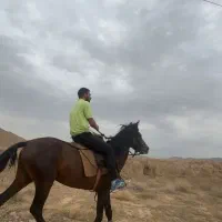اسب یورقه