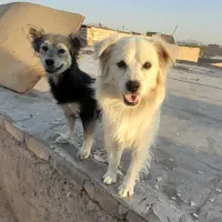 جفت پاپی نر ولاس