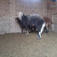 قوچ|حیوانات مزرعه|کوزران, |دیوار