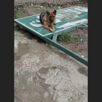 سگ گمشده ژرمن