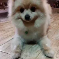 واگذاری رایگان سگ آپارتمانی