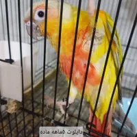 گرینچیک دایلوت وسانچیک