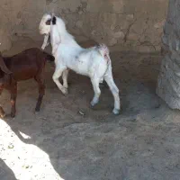 دوتا بزغاله نر جنس بالا|حیوانات مزرعه|مراوه, |دیوار