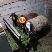 میش
