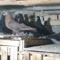 ۵عدد کفتر زاغ آبادانی کاکلی خوشگل