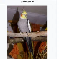 کم شده پرنده عروس هلندی