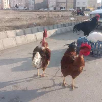 خروس گردن لخت