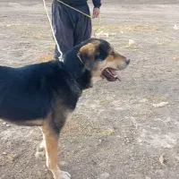 نگهبان سفت عراقی