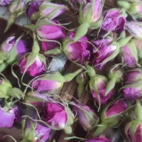 غنچه گل محمدی