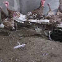 بوقلمون نژاد فوق سنگین بوربن اصل|حیوانات مزرعه|گرگان, |دیوار