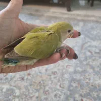 جوجه کوتوله برزیلی آماده دستی شدن باهوش|پرنده|مشهد, سرافرازان|دیوار