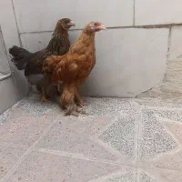 مرغ و خروس برهما معاوضه با عروس هلندی
