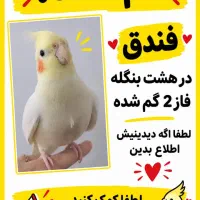 عروس هلندی گم شده مژدگونی ب کسی ک پیداش کرده میدم