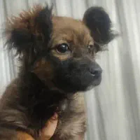 توله اشپیتز پامر