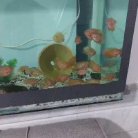 ماهی جوعل پیش مولد