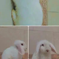 خرگوش لوپ