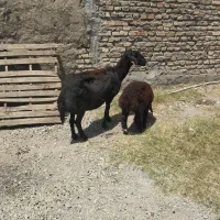 گوسفند بره گمشده