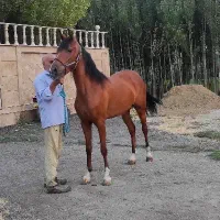 اسب مادیان ۳ سال شجره دار|اسب و تجهیزات اسب‌سواری|تهران, آذربایجان|دیوار