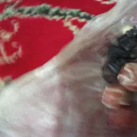 مهره کهنه پیازی|کلکسیون اشیاء عتیقه|سیاهکل, |دیوار