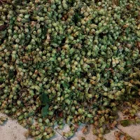 فندق تازه