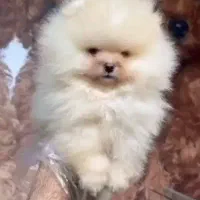 توله پامرانین فیک نیست تصویر خودش تعداد محدود