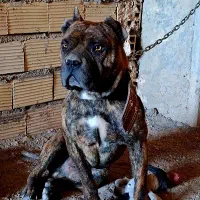 سگ امریکن بولی