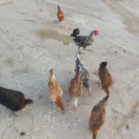 فروش مرغ وجوجه|حیوانات مزرعه|لیکک, |دیوار