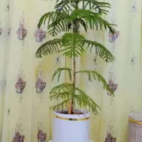 گل یا تاج مطبق