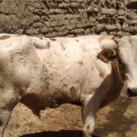 دوعدد گوساله نر