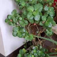 به پاس شب یلدا ۱۲ عدد گل طبیعی دو میلیون