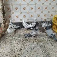 کفتر تهرانی کاشانی|پرنده|خمینیشهر, |دیوار