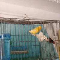 قناری پرتغالی مست