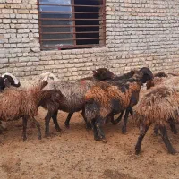 فروش ۱۲۰ جفت میش افشاری وکردی همه جوان زایده