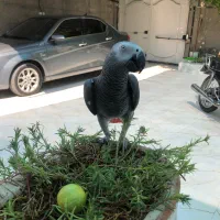 طوطی کاسکو|پرنده|مهر, |دیوار