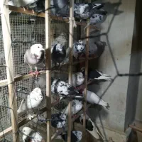 25 تا غریب گیری توشون هست یجا دونیی 350