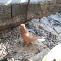 دو عدد کبوتر زرد دم سفید ماده هردو شمعکی