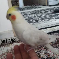 عروس هلندی