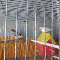 فنچ جفت بشرط جوجه