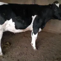 گاو هلشتاین اصیل|حیوانات مزرعه|چگنی, |دیوار