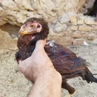 جوجه لاری|حیوانات مزرعه|قنوات, |دیوار