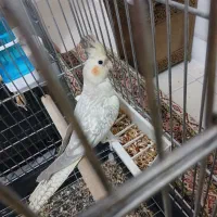 عروس هلندی|پرنده|کرج, شاهینویلا|دیوار