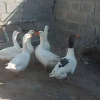 بوقلمون و غاز نگهبان نژاد آلمانی