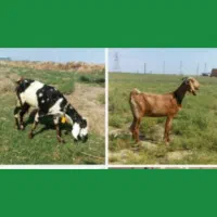 بز پاکستانی|حیوانات مزرعه|لنگرود, |دیوار