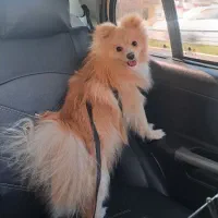 پامرانین خرسی عروسکی