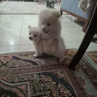 فروش سگ پامرین